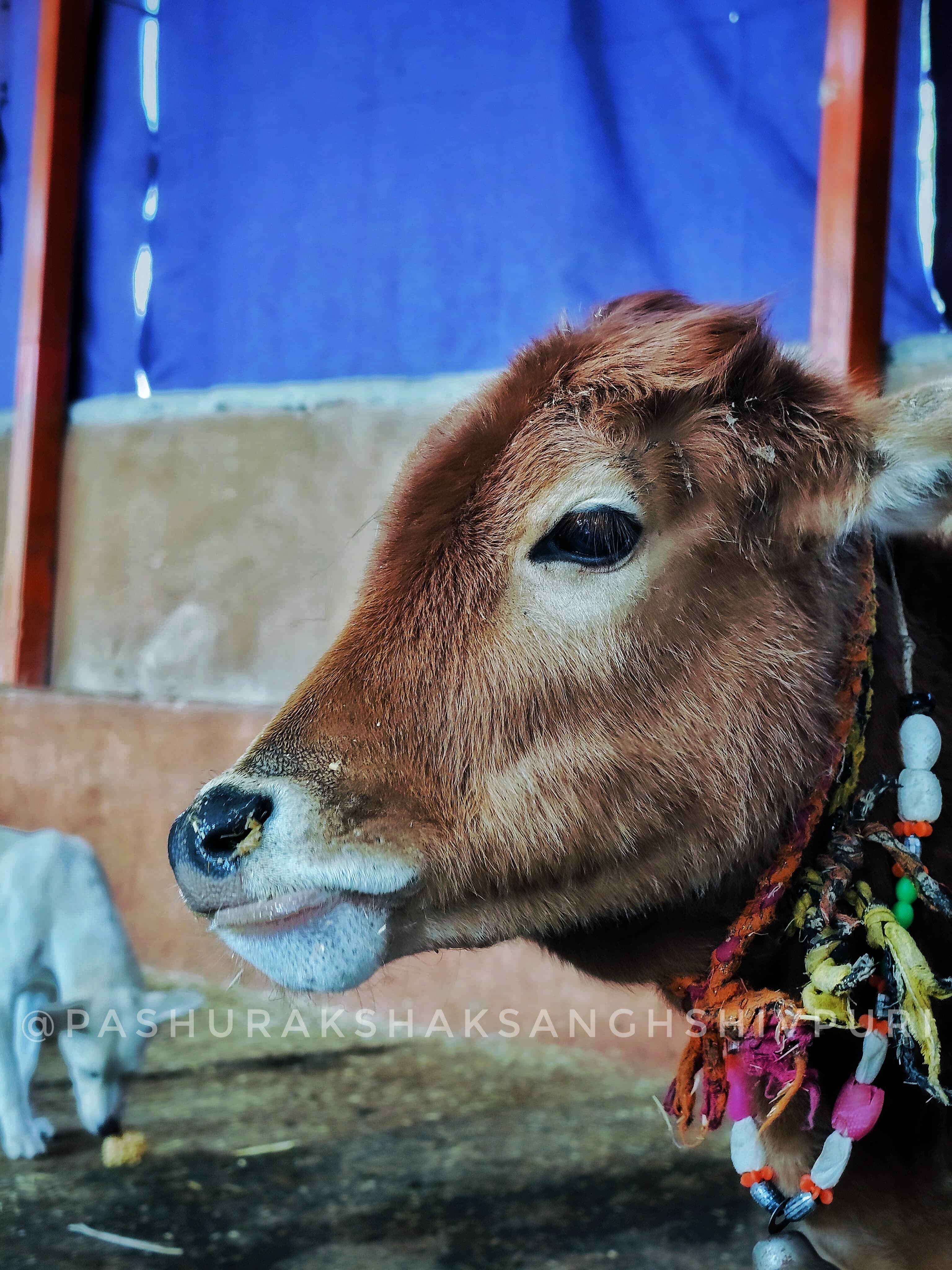 This Navratri, choose compassion. Choose seva.