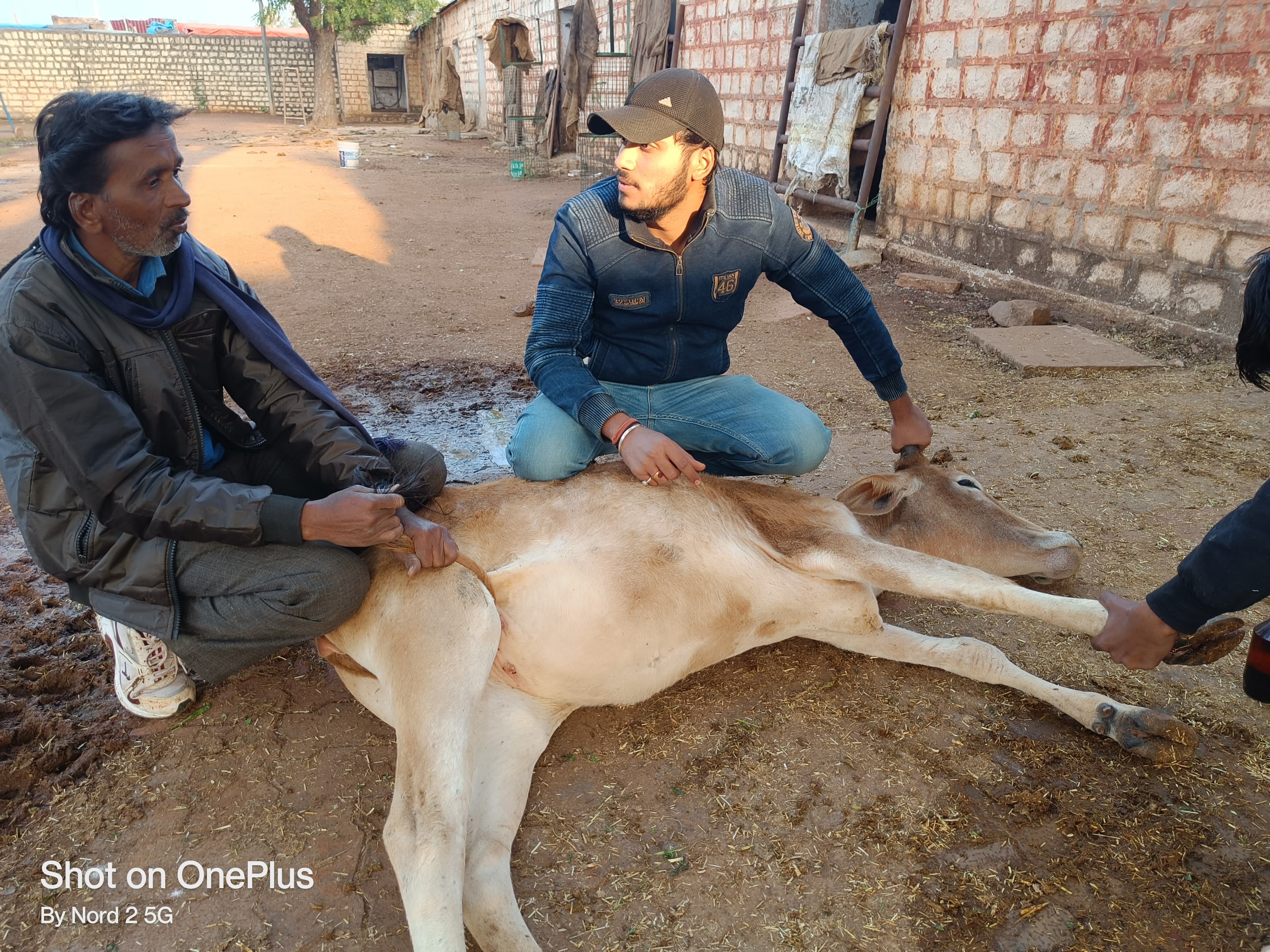 Animal care at Pashu Rakshak Sangh